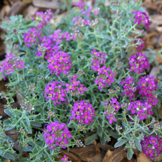PTILOTRICHUM spinosum 'Rubrum'