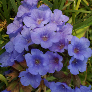 plantes-vivaces-pulmonaria-blue-ensign-pulmonaire-en-vente-pepiniere-lepage-