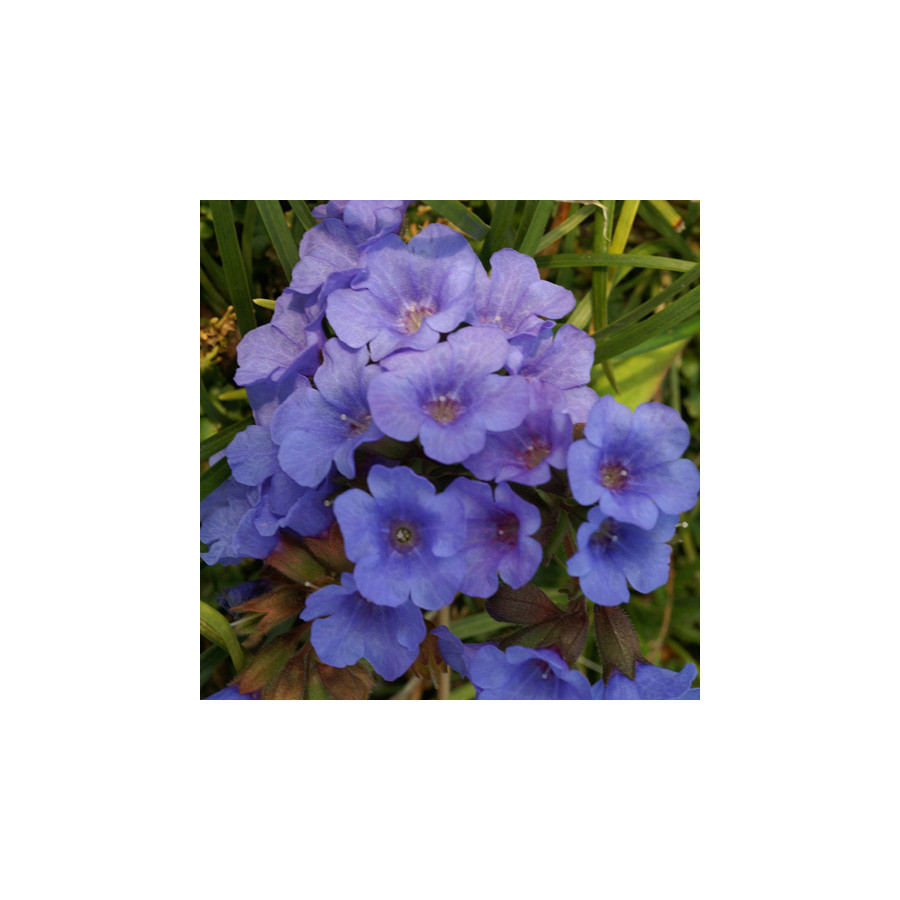 Plantes Vivaces PULMONARIA 'Blue Ensign' - Pulmonaire en vente - Pépinière Lepage .