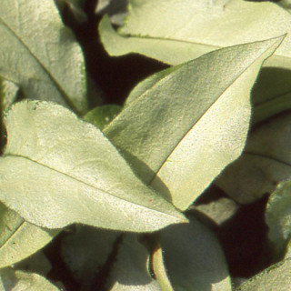 plantes-vivaces-pulmonaria-majeste-pulmonaire-en-vente-pepiniere-lepage-