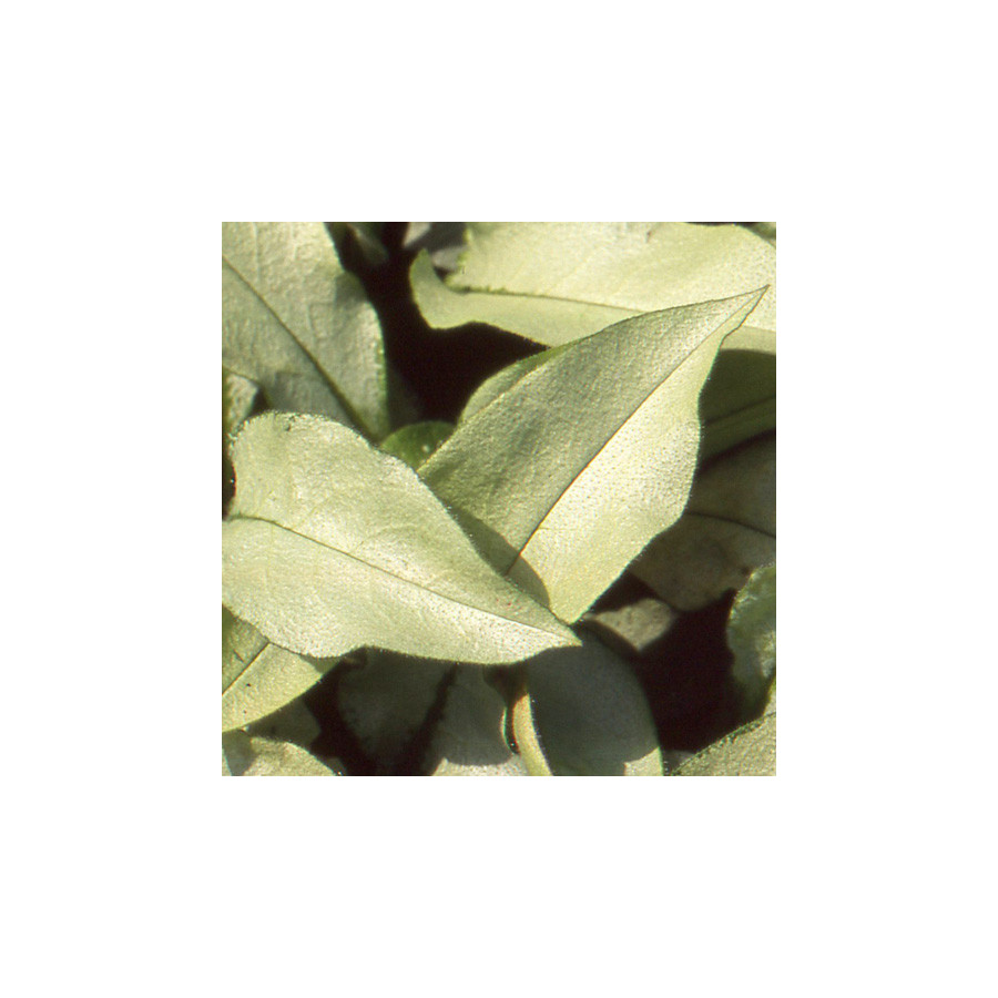 Plantes Vivaces PULMONARIA 'Majesté' - Pulmonaire en vente - Pépinière Lepage .