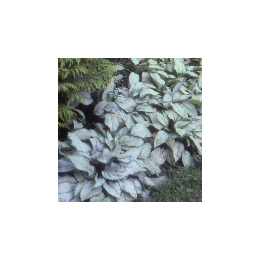 Plantes Vivaces PULMONARIA 'Majesté' - Pulmonaire en vente - Pépinière Lepage .