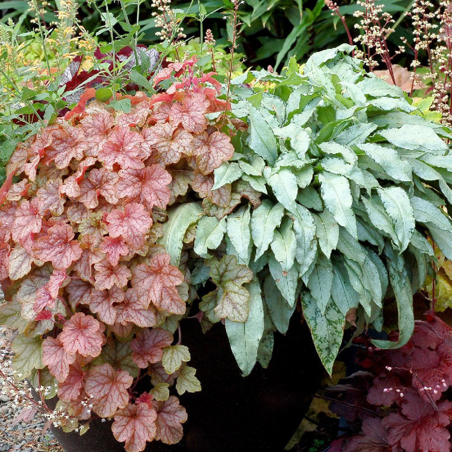 Plantes Vivaces PULMONARIA 'Silver Bouquet' ® en vente - Pépinière Lepage .