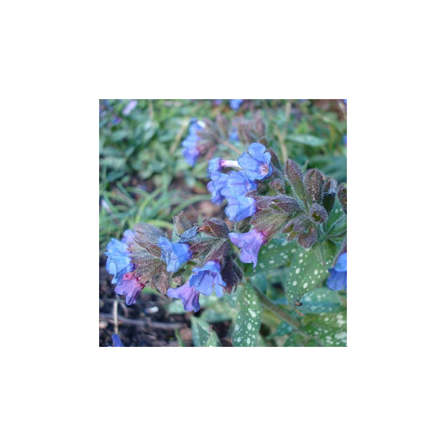 Plantes Vivaces PULMONARIA 'Trevi Fountain' - Pulmonaire en vente - Pépinière Lepage .