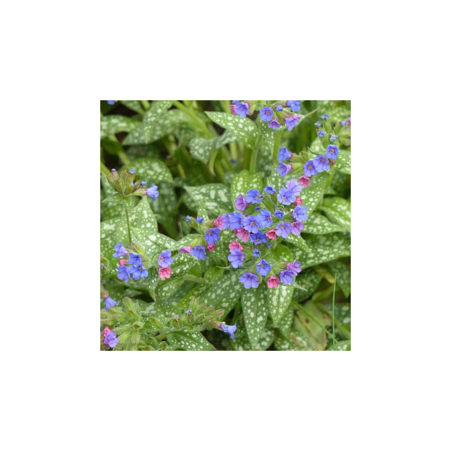 Plantes Vivaces PULMONARIA 'Trevi Fountain' - Pulmonaire en vente - Pépinière Lepage .