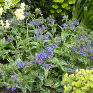 Plantes Vivaces PULMONARIA 'Trevi Fountain' - Pulmonaire en vente - Pépinière Lepage .