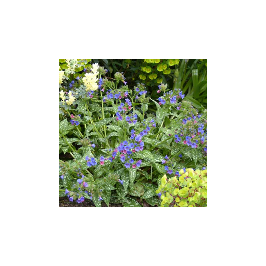 Plantes Vivaces PULMONARIA 'Trevi Fountain' - Pulmonaire en vente - Pépinière Lepage .