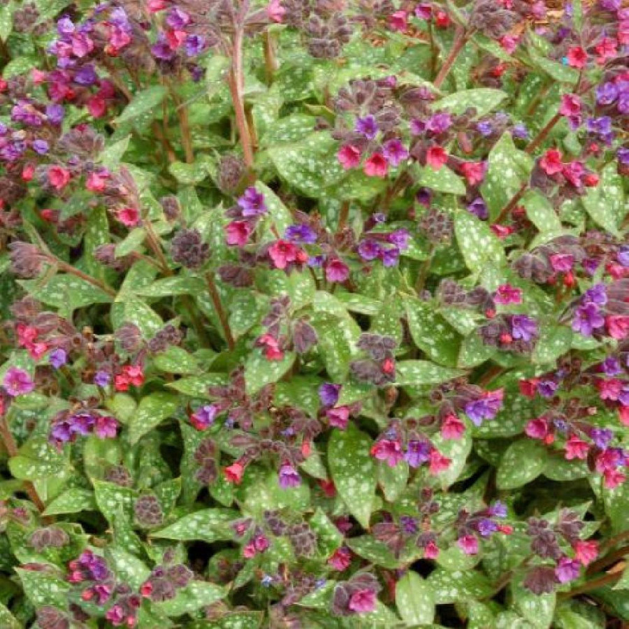 Plantes Vivaces PULMONARIA 'Victorian Brooch' - Pulmonaire en vente - Pépinière Lepage .
