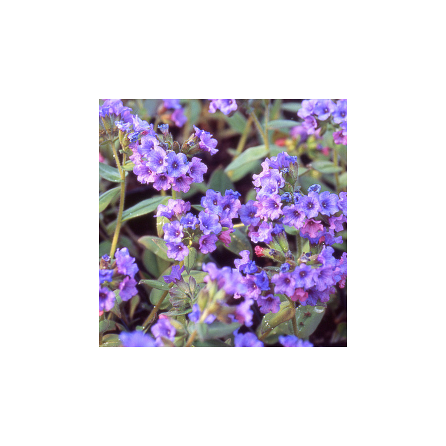 Plantes Vivaces PULMONARIA angustifolia 'Azurea' - Pulmonaire en vente - Pépinière Lepage .