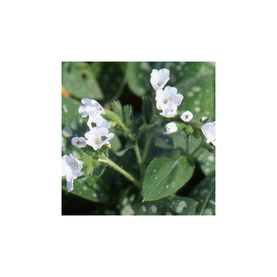 Plantes Vivaces PULMONARIA officinalis 'Sissinghurst White' - Pulmonaire en vente - Pépinière Lepage .
