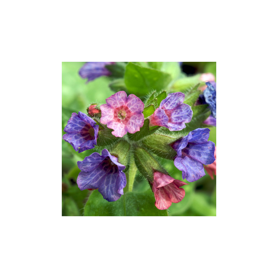 Plantes Vivaces PULMONARIA saccharata 'Dora Bielefeld' - Pulmonaire en vente - Pépinière Lepage .