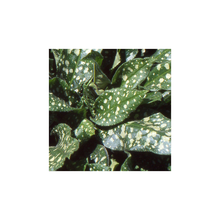 Plantes Vivaces PULMONARIA saccharata 'Mrs Moon' - Pulmonaire en vente - Pépinière Lepage .