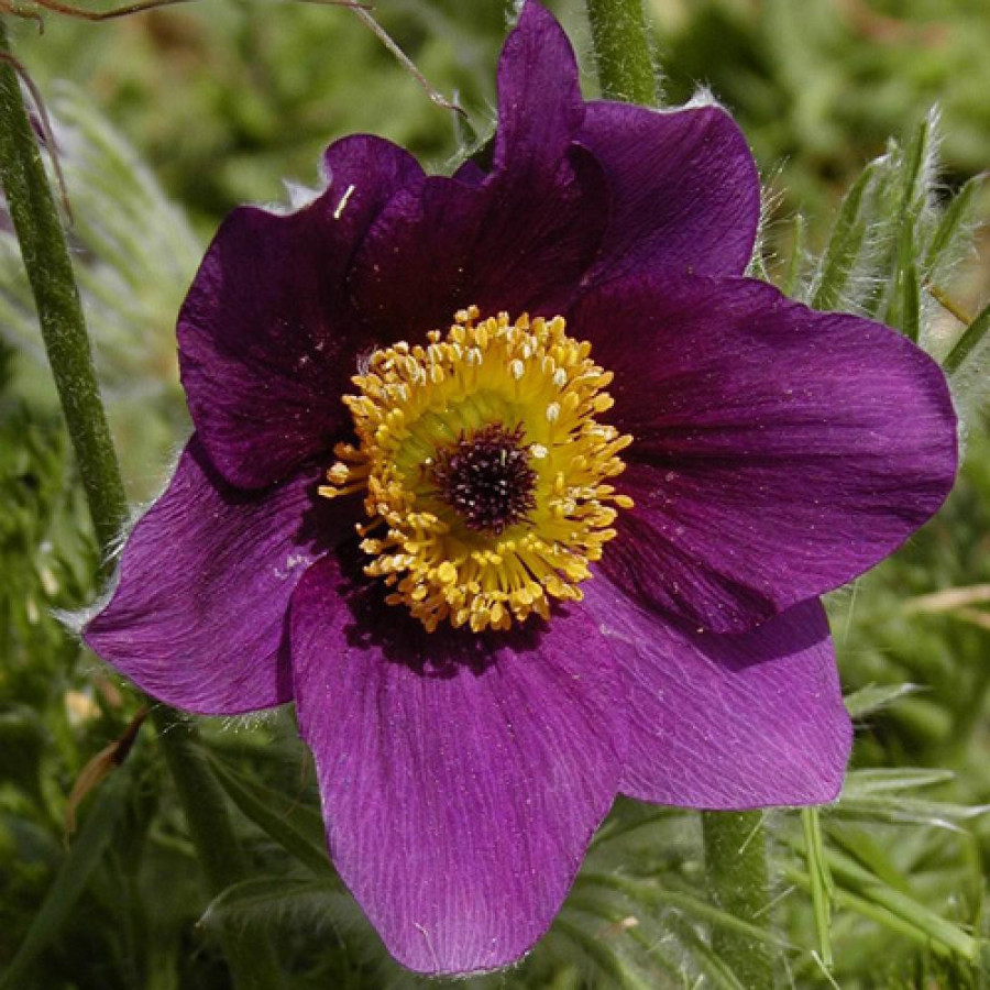 Plantes Vivaces PULSATILLA vulgaris - Anémone pulsatille en vente - Pulsatille printanière en vente - Pépinière Lepage .