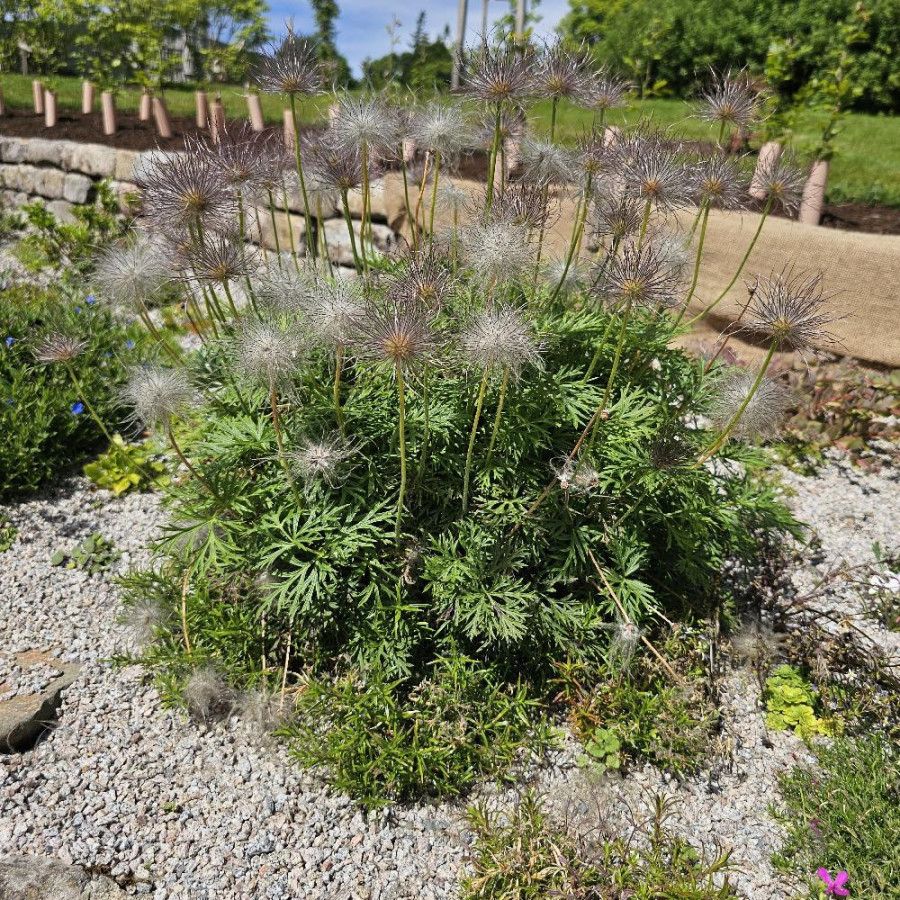 Plantes Vivaces PULSATILLA vulgaris - Anémone pulsatille en vente - Pulsatille printanière en vente - Pépinière Lepage .