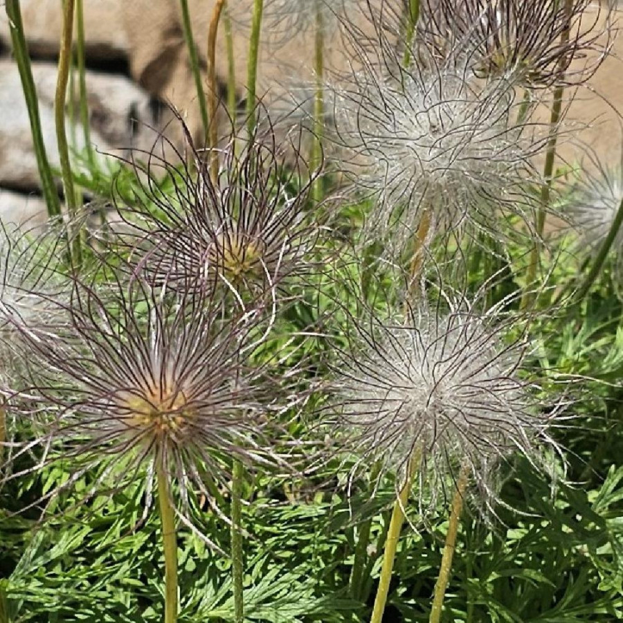 Plantes Vivaces PULSATILLA vulgaris - Anémone pulsatille en vente - Pulsatille printanière en vente - Pépinière Lepage .