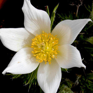 plantes-vivaces-pulsatilla-vulgaris-alba-anemone-pulsatille-en-vente-pulsatille-printaniere-en-vente-pepiniere-lepage-