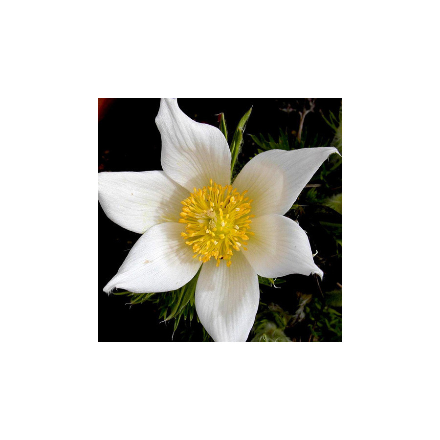 Plantes Vivaces PULSATILLA vulgaris 'Alba' - Anémone pulsatille en vente - Pulsatille printanière en vente - Pépinière Lepage .