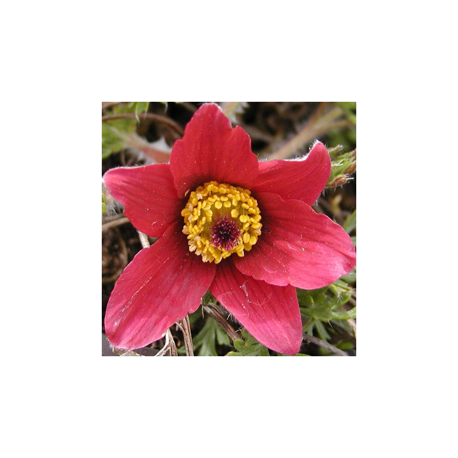 Plantes Vivaces PULSATILLA vulgaris 'Rubra' - Anémone pulsatille en vente - Pulsatille printanière en vente - Pépinière Lepage .