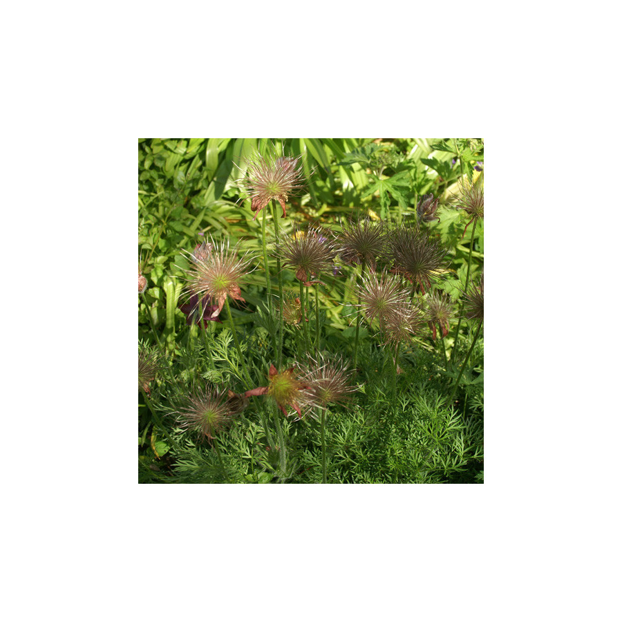 Plantes Vivaces PULSATILLA vulgaris 'Rubra' - Anémone pulsatille en vente - Pulsatille printanière en vente - Pépinière Lepage .