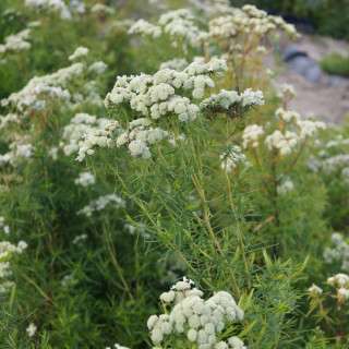 plantes-vivaces-pycnanthemum-flexuosum-menthe-des-montagnes-en-vente-pepiniere-lepage-