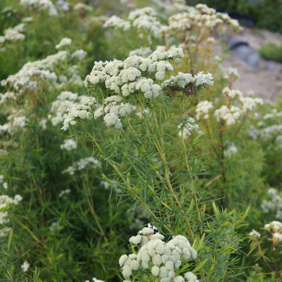 Plantes Vivaces PYCNANTHEMUM flexuosum - Menthe des montagnes en vente - Pépinière Lepage .