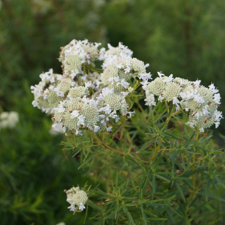 Plantes Vivaces PYCNANTHEMUM flexuosum - Menthe des montagnes en vente - Pépinière Lepage .