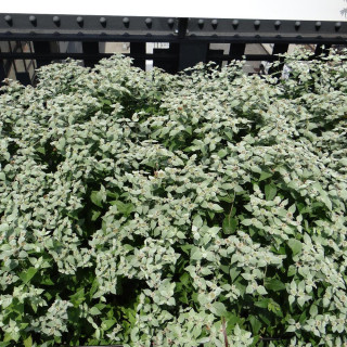 plantes-vivaces-pycnanthemum-muticum-en-vente-pepiniere-lepage-