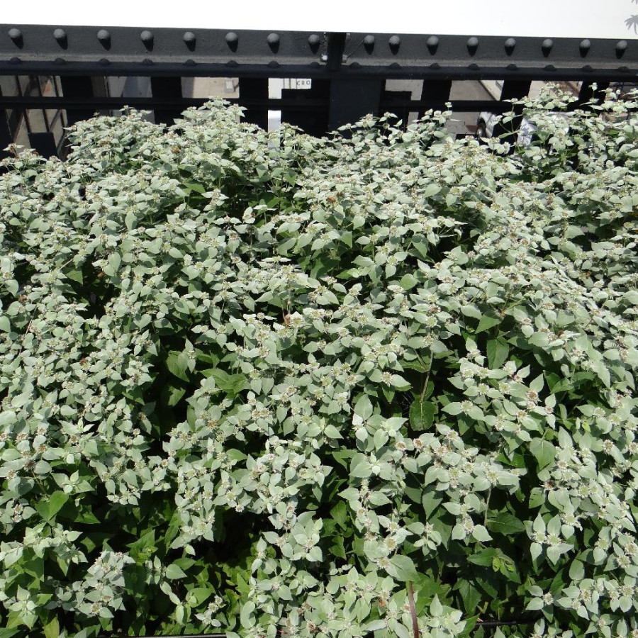 Plantes Vivaces PYCNANTHEMUM muticum en vente - Pépinière Lepage .