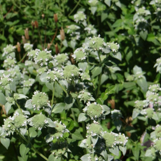 plantes-vivaces-pycnanthemum-pilosum-menthe-des-montagnes-en-vente-pepiniere-lepage-