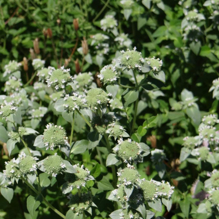 Plantes Vivaces PYCNANTHEMUM pilosum - Menthe des montagnes en vente - Pépinière Lepage .