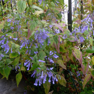 plantes-vivaces-rabdosia-longituba-en-vente-pepiniere-lepage-