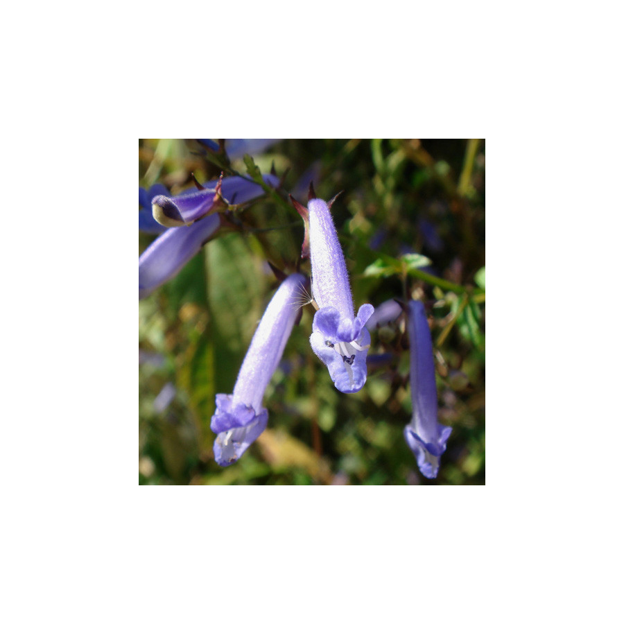 Plantes Vivaces RABDOSIA longituba en vente - Pépinière Lepage .