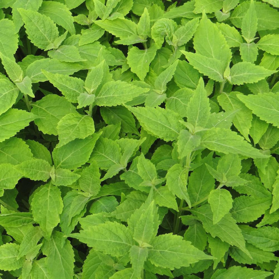 Plantes Vivaces RABDOSIA longituba en vente - Pépinière Lepage .