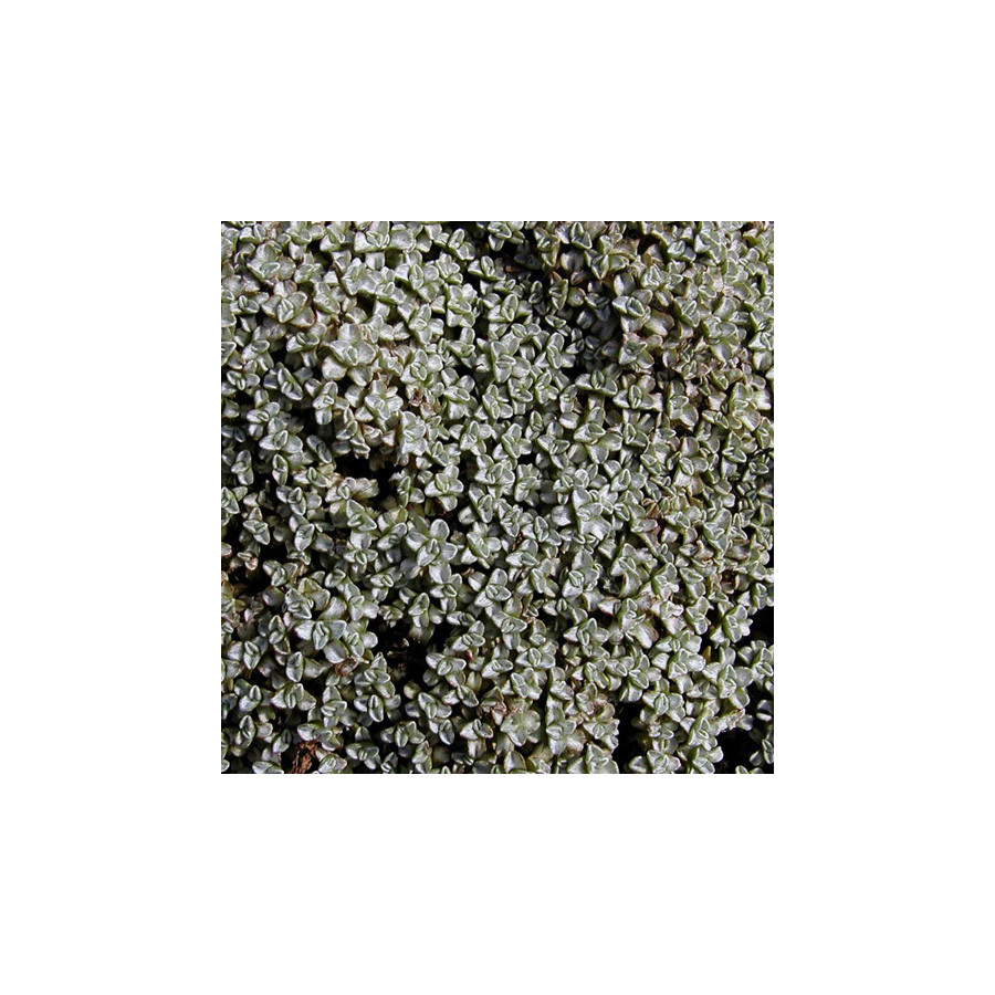 Plantes Vivaces RAOULIA australis - Mouton végétal en vente - Carpette argentée en vente - Pépinière Lepage .