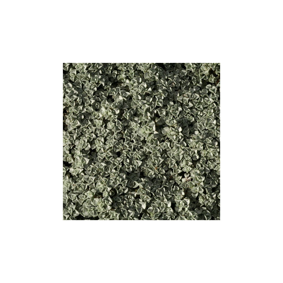 Plantes Vivaces RAOULIA australis - Mouton végétal en vente - Carpette argentée en vente - Pépinière Lepage .