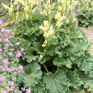 plantes-vivaces-rheum-rhabarbarum-rhubarbe-en-vente-pepiniere-lepage-