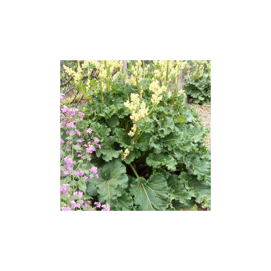 plantes-vivaces-rheum-rhabarbarum-rhubarbe-en-vente-pepiniere-lepage-