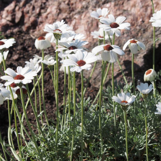 plantes-vivaces-rhodanthemum-casablanca-R-en-vente-pepiniere-lepage-