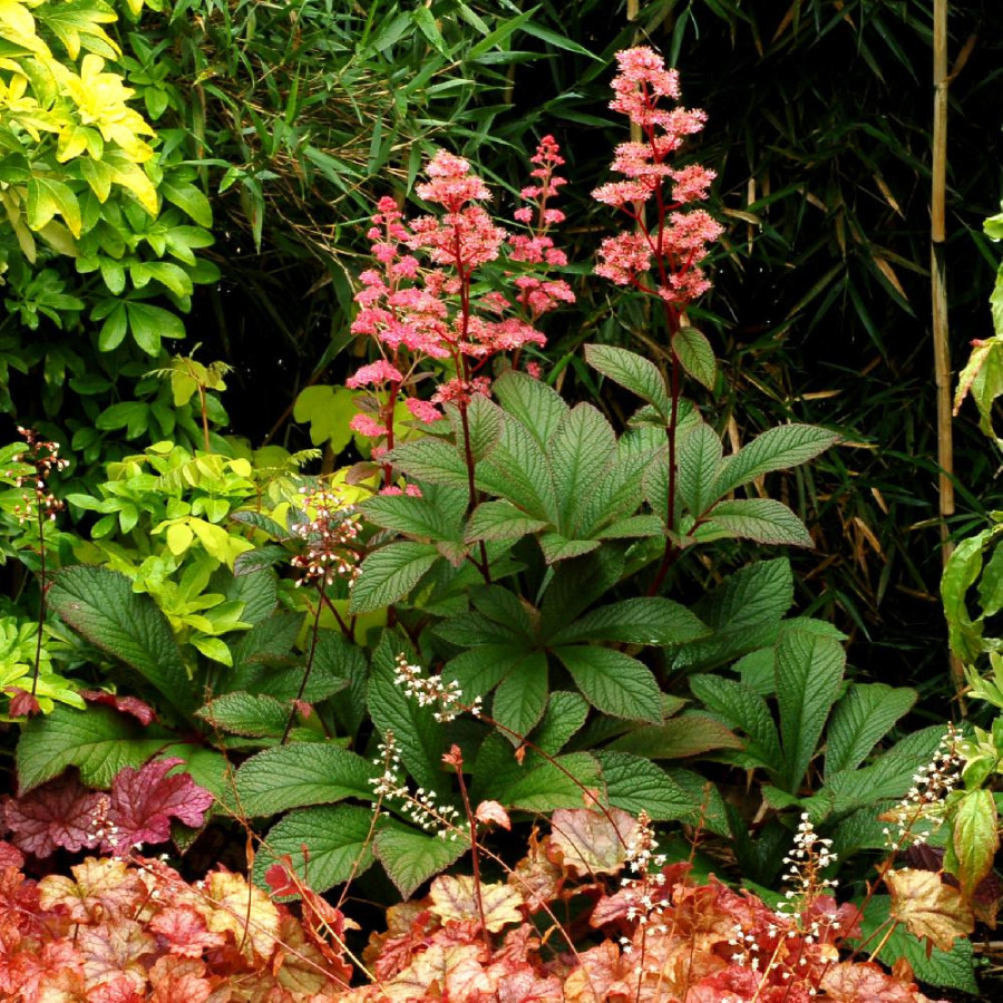 Plantes Vivaces RODGERSIA 'Bronze Peacock' en vente - Pépinière Lepage .