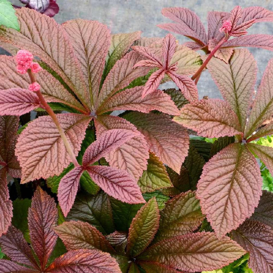 Plantes Vivaces RODGERSIA 'Bronze Peacock' en vente - Pépinière Lepage .