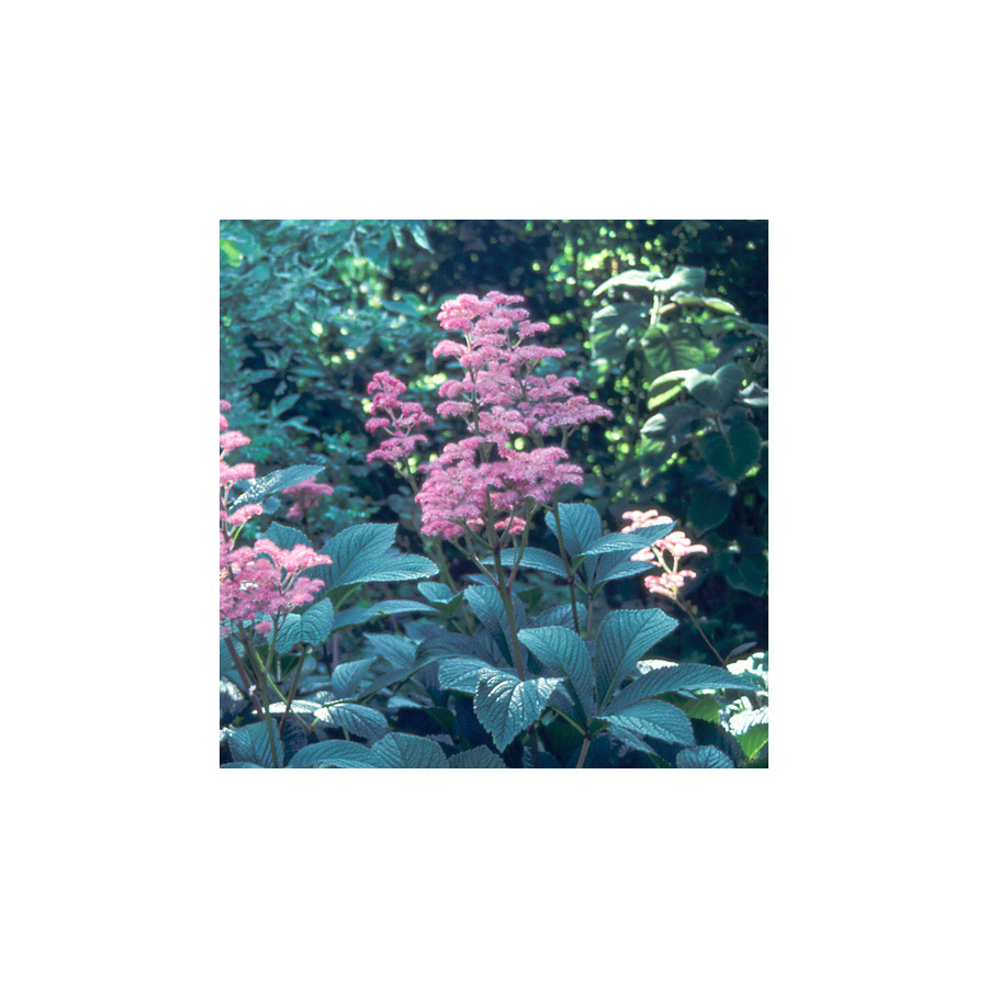 Plantes Vivaces RODGERSIA henrici en vente - Pépinière Lepage .