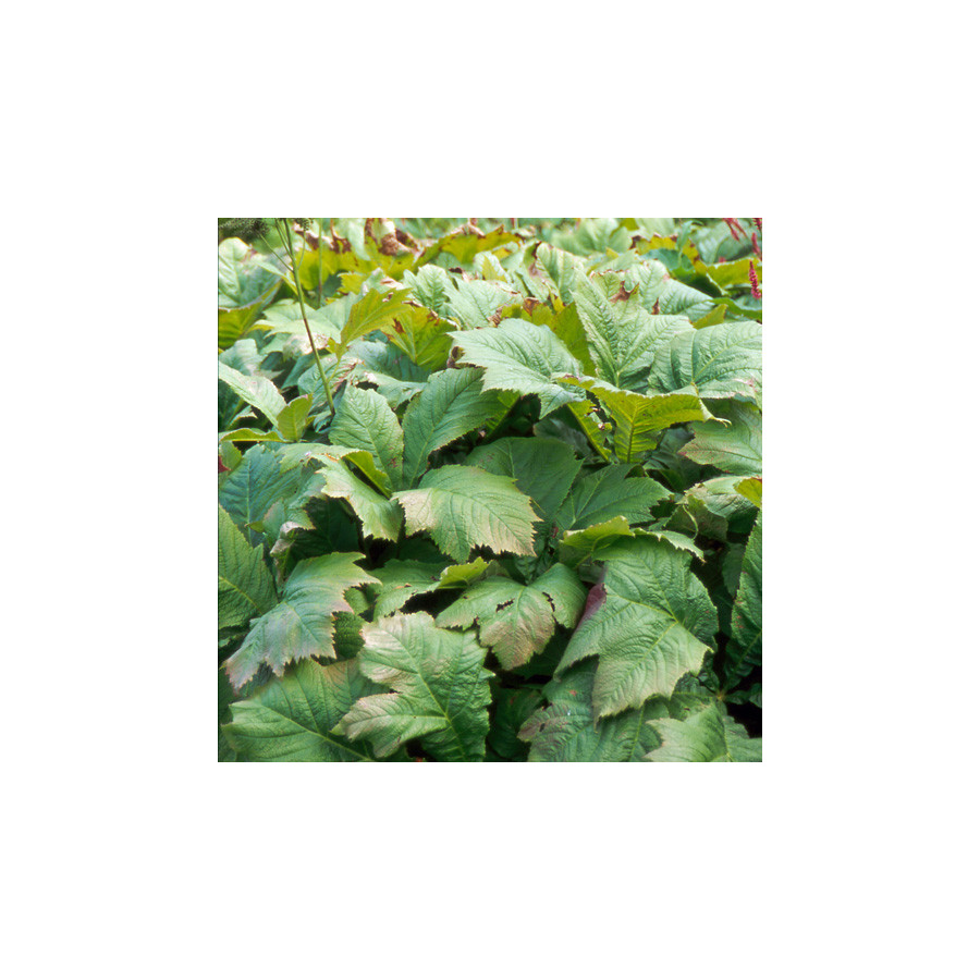 Plantes Vivaces RODGERSIA pinnata en vente - Pépinière Lepage .