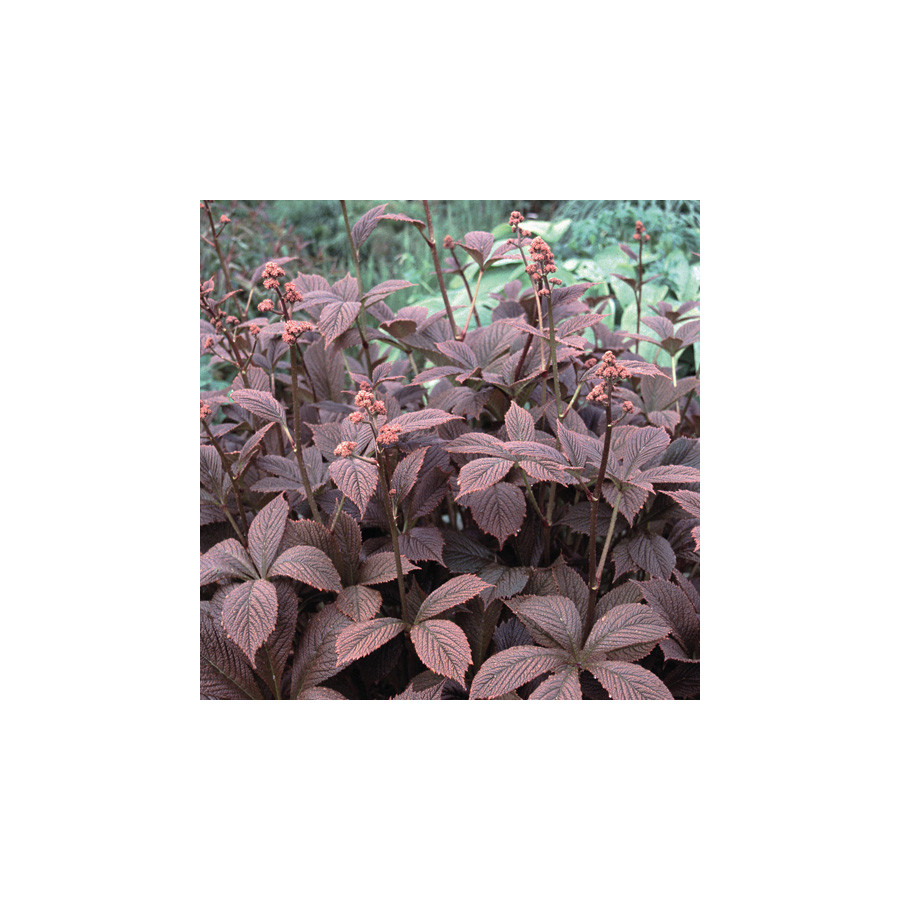 Plantes Vivaces RODGERSIA pinnata 'Chocolate Wings' en vente - Pépinière Lepage .