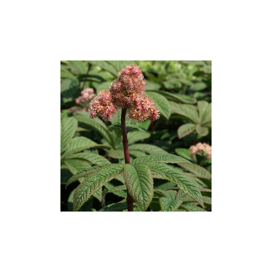 Plantes Vivaces RODGERSIA pinnata 'Chocolate Wings' en vente - Pépinière Lepage .