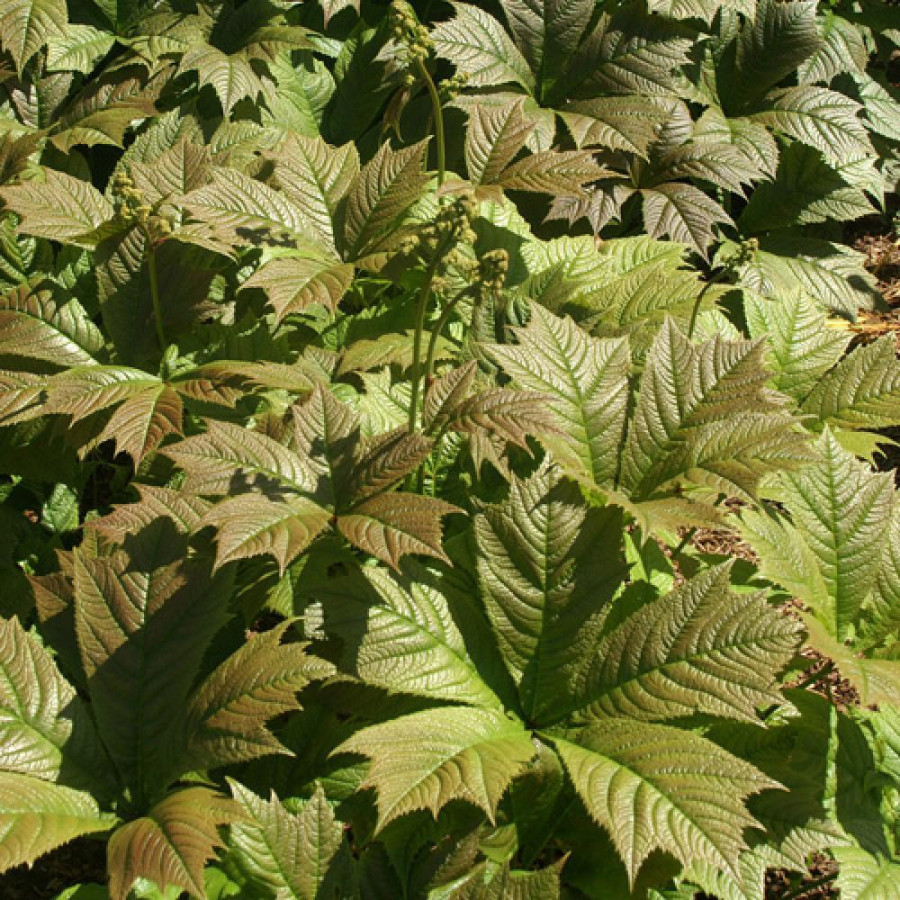 Plantes Vivaces RODGERSIA podophylla en vente - Pépinière Lepage .