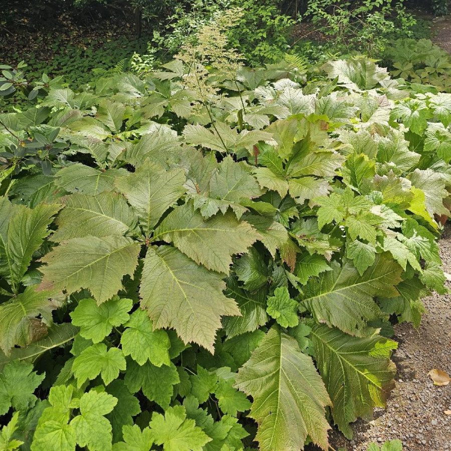 Plantes Vivaces RODGERSIA podophylla en vente - Pépinière Lepage .