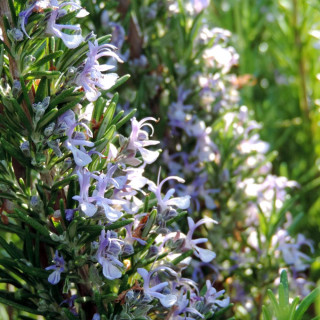 plantes-vivaces-rosmarinus-officinalis-romarin-en-vente-pepiniere-lepage-