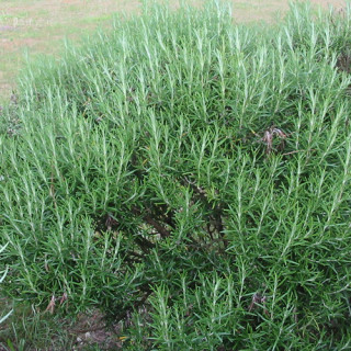 plantes-vivaces-rosmarinus-officinalis-romarin-en-vente-pepiniere-lepage-