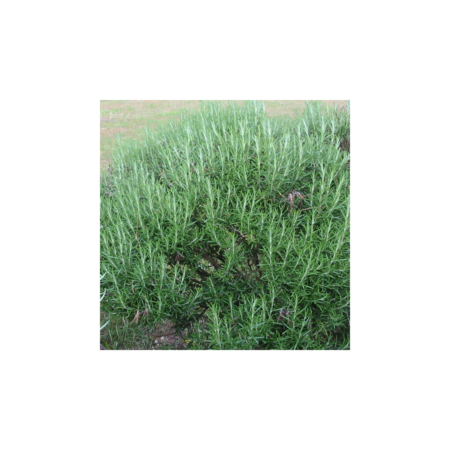 plantes-vivaces-rosmarinus-officinalis-romarin-en-vente-pepiniere-lepage-