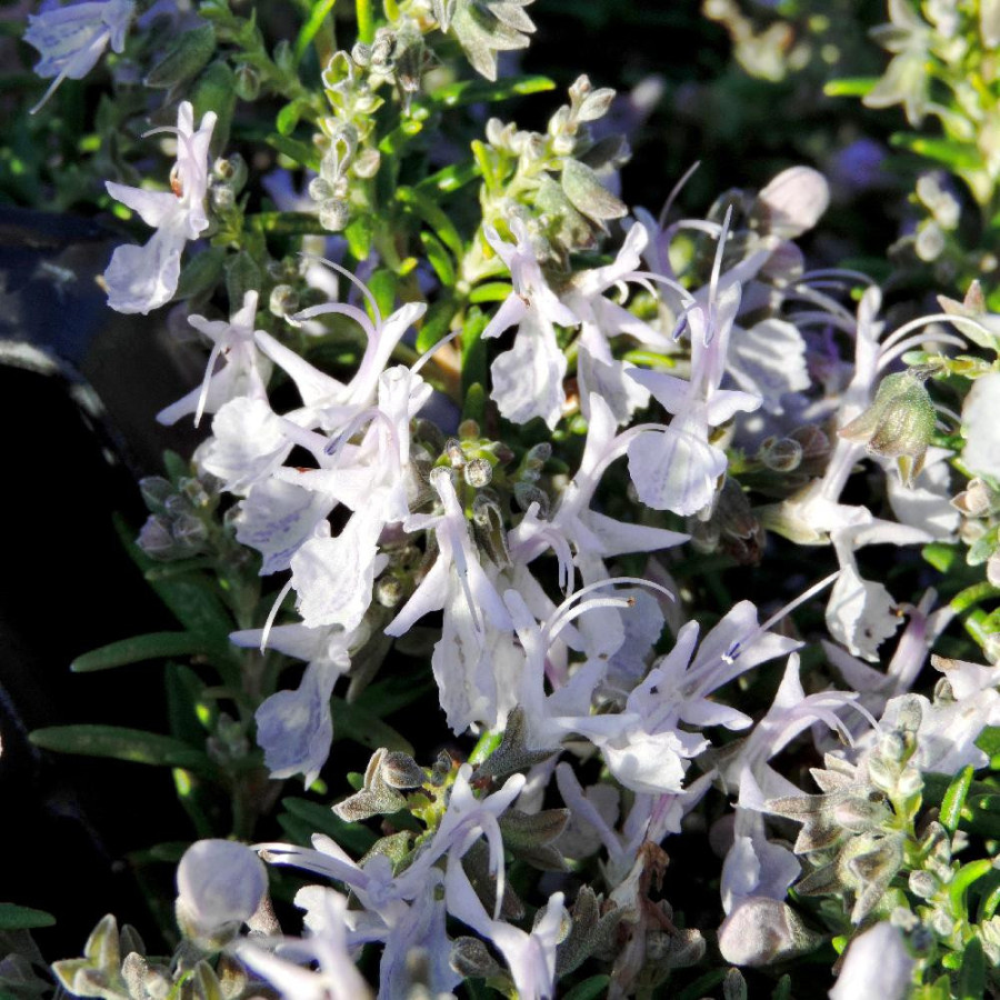 plantes-vivaces-rosmarinus-officinalis-corsican-blue-romarin-en-vente-pepiniere-lepage-